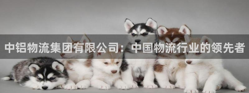 28圈网站平台：中铝物流集团有限公司：中国物流行业的领先者