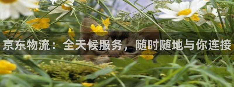 28圈现在狂杀:京东物流:全天候服务