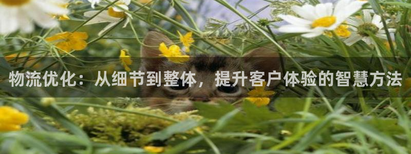 28圈加拿大最新版：物流优化：从细节到整体，提升客户体验的智